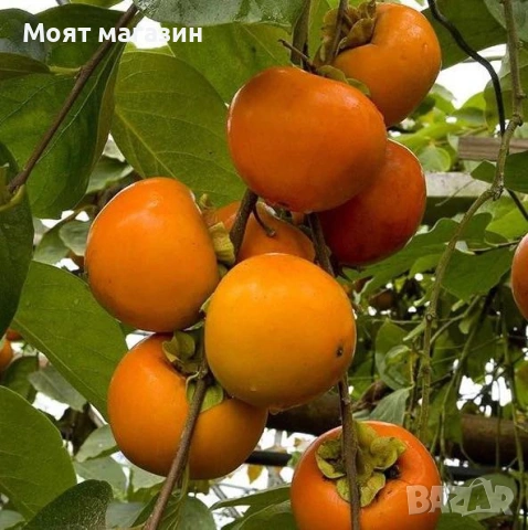 Райска ябълка фую