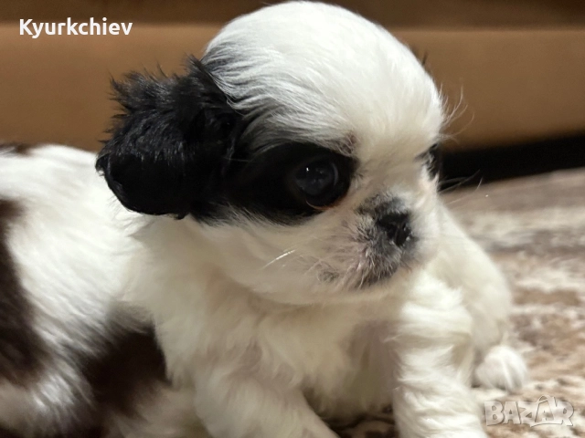 Японски хинчета, снимка 9 - Други - 52230214