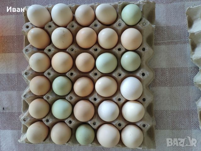 Продавам домашни яйца, снимка 1 - Кокошки и пуйки - 46409007