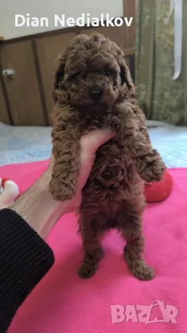 Той пуделче - родословни родители 