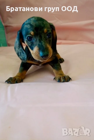 Мини Дакел блу мерле