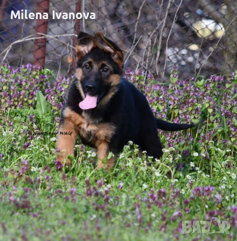 Женски немски овчарки от развъдник , снимка 8 - Немска овчарка - 54111204