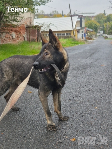 Немска овчарка Сивак за разплод, снимка 13 - Немска овчарка - 52314697