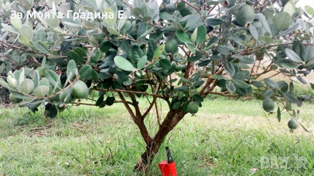 Фейхоа , снимка 5 - Градински цветя и растения - 53623240