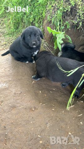 Кученце Кане Корсо Смеска с Алабай с Доставка 60лв, снимка 9 - Алабай - 45728329