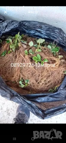 Расзад ягоди и малини , снимка 8 - Разсади - 49392303