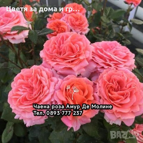 Роза Amour de Molene, снимка 1 - Разсади - 46802197