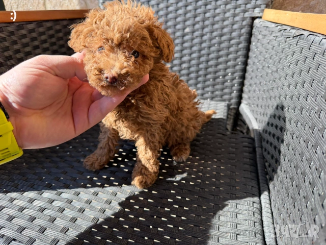 Мини Пудели Актуално от 19.2.2026, снимка 4 - Пудели - 53380316