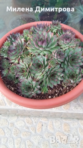 Семпервивум - дебелец различни сортове , снимка 5 - Градински цветя и растения - 52001936