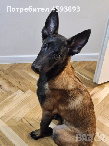 Белгийски овчарки Малиноа, снимка 5 - Белгийска овчарка - 52352260