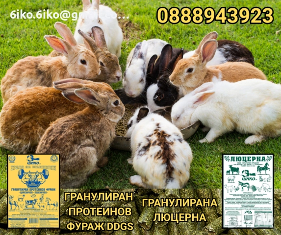 Гранулиран протеинов фураж DDGS, снимка 2 - Крави - 51875394