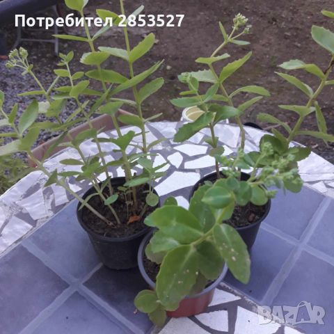 Комплект Седум Дебела Мара , снимка 1 - Градински цветя и растения - 46248833