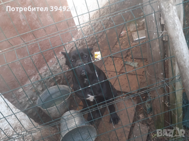 Кане Корсо , снимка 2 - Кане корсо - 52834264