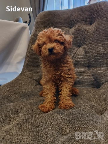 Мини Пудел, снимка 4 - Пудели - 52708944