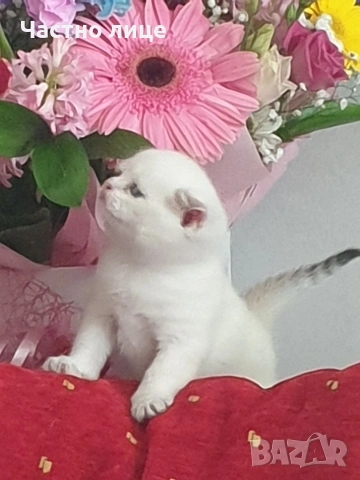 Шотландчета златна чинчила, снимка 8 - Чинчили - 53759249