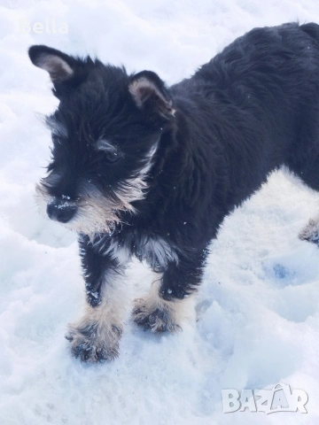 Мини шнауцер 