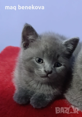 Продавам прекрасно правоухо шотландско момиченце!, снимка 11 - Британска късокосместа - 54075466