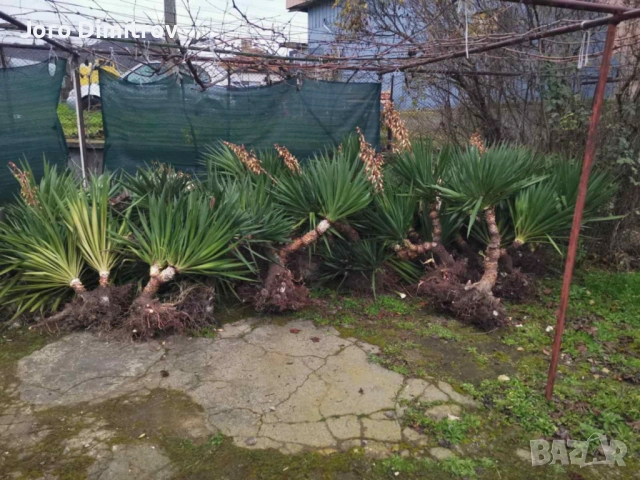 Палма юка външна студоустойчива, снимка 2 - Градински цветя и растения - 53031740
