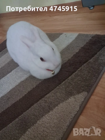 Подарявам декоративно зайче , снимка 7 - Декоративни зайчета - 53586707