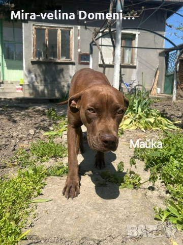 Мъжко питбулче на 45 дена, снимка 5 - Питбул - 52998594