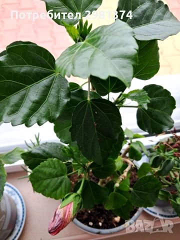 Китайска роза-Хибискус(голямо), снимка 9 - Стайни растения - 54216672