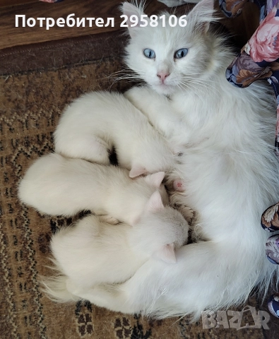 коте, бяло, сини очи, 5 мес., снимка 11 - Британска късокосместа - 52889766