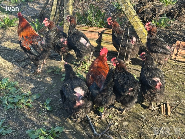 Кокошки черен Мед Маран  , снимка 2 - Кокошки и пуйки - 54265181