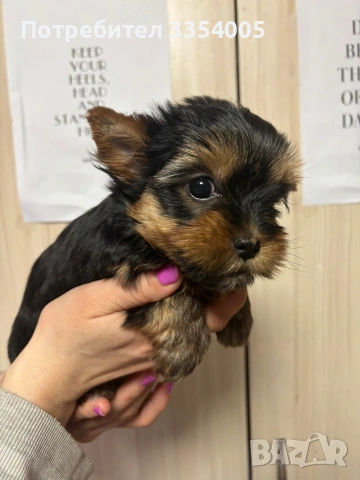 Женско йорки 