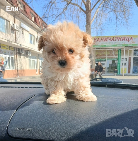 Той пудел /Малтипу- момче, снимка 3 - Пудели - 53683639