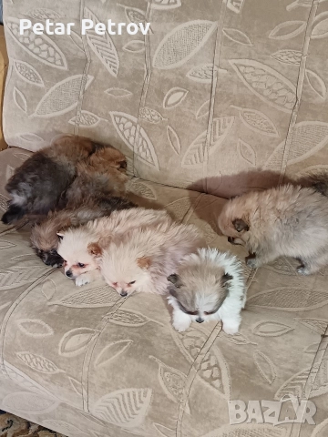 Шпиц мини , снимка 9 - Шпиц - 52812758