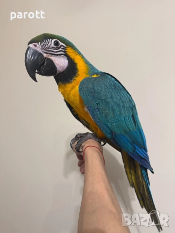 Ръчно хранена Синьо-жълта Ара, снимка 2 - Папагали - 52793164