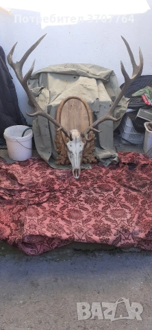 продавам трофей от Благороден Елен 