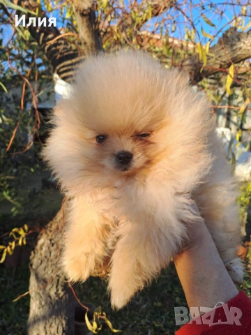 Продавам померан , снимка 2 - Померан - 52913555