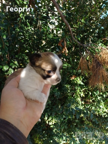 Мини чихуахуа , снимка 6 - Чихуахуа - 52620684