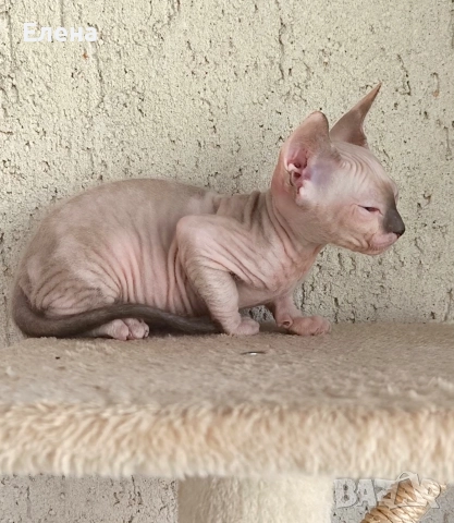 Донски сфинкс с родословие, снимка 7 - Сфинксове - 52185858