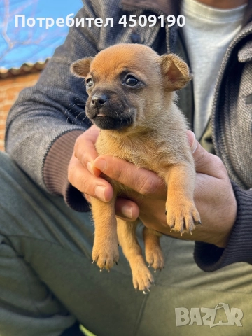 Бебета чихупинчери 