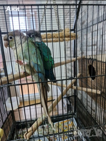 Две папагалчета пирури, снимка 4 - Папагали - 53240897