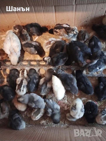 Продавам пиленца Струмски стандарт