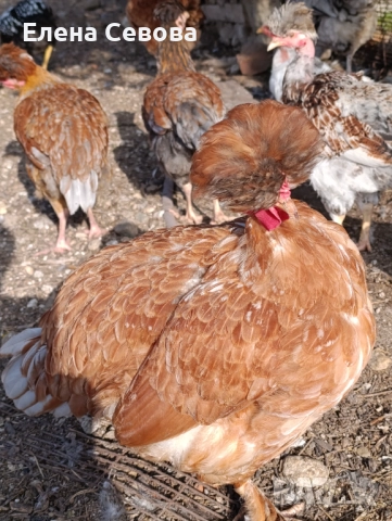 Оплодени яйца от светъл съсекс, голошийки и качулати , снимка 10 - Кокошки и пуйки - 52790436