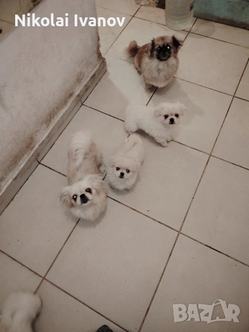Пекинезчета бели мъжки на 2 месец, снимка 5 - Пекинез - 53939562