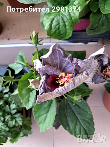 Китайска роза, снимка 3 - Градински цветя и растения - 53534532