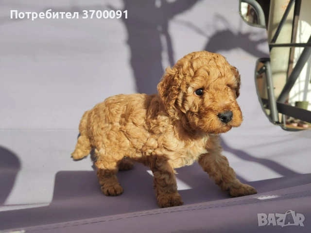 пудел / мини пуделче , снимка 6 - Пудели - 53075675