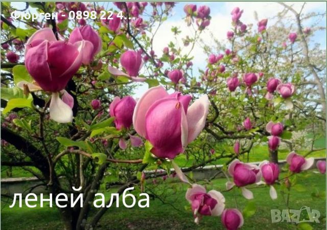 Магнолия - Magnolia НАЛИЧНИ 14 ВИДА Студоустoйчиви, снимка 11 - Градински цветя и растения - 33512293