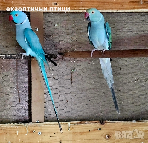 Двойка Александри 