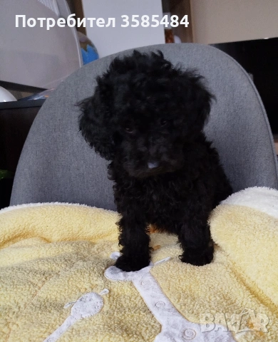 Мини пудел/Mini poodle , снимка 5 - Пудели - 53883552