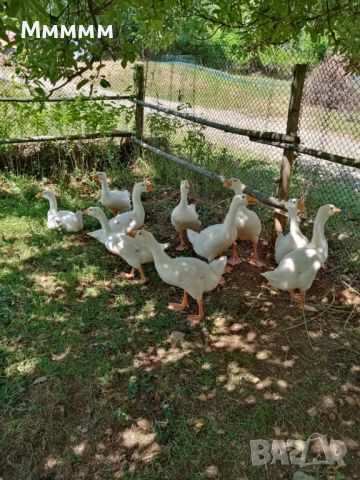 Продавам бели гъсета порода Линда, снимка 1 - Патици и гъски - 44494467