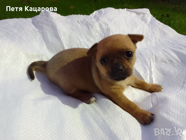 ✨ Чихуахуа кученце търси ново любящо семейство! ✨  , снимка 5 - Чихуахуа - 52674806