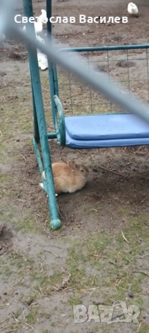 Продавам зайци, петли и патици за консумация + декоративно козле, снимка 7 - Кокошки и пуйки - 53028981