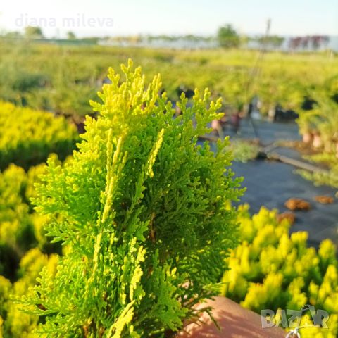 Източната туя Ауреа Нана, Thuja orientalis ‘Aurea Nana’, снимка 11 - Градински цветя и растения - 46569102