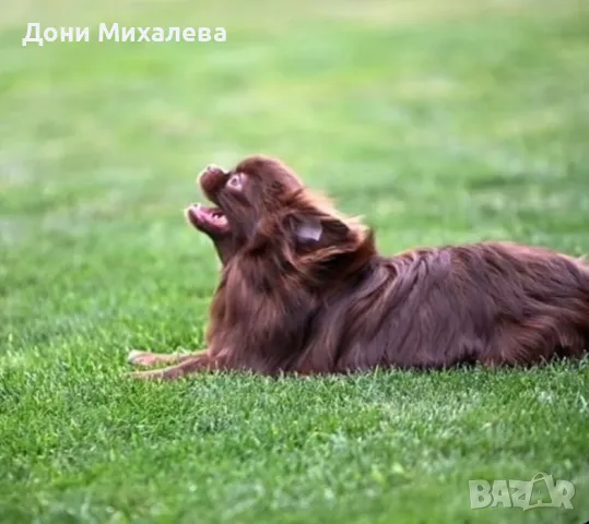 Японски хин 